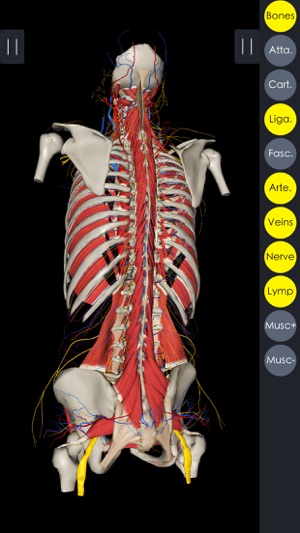 3Dbody解剖学